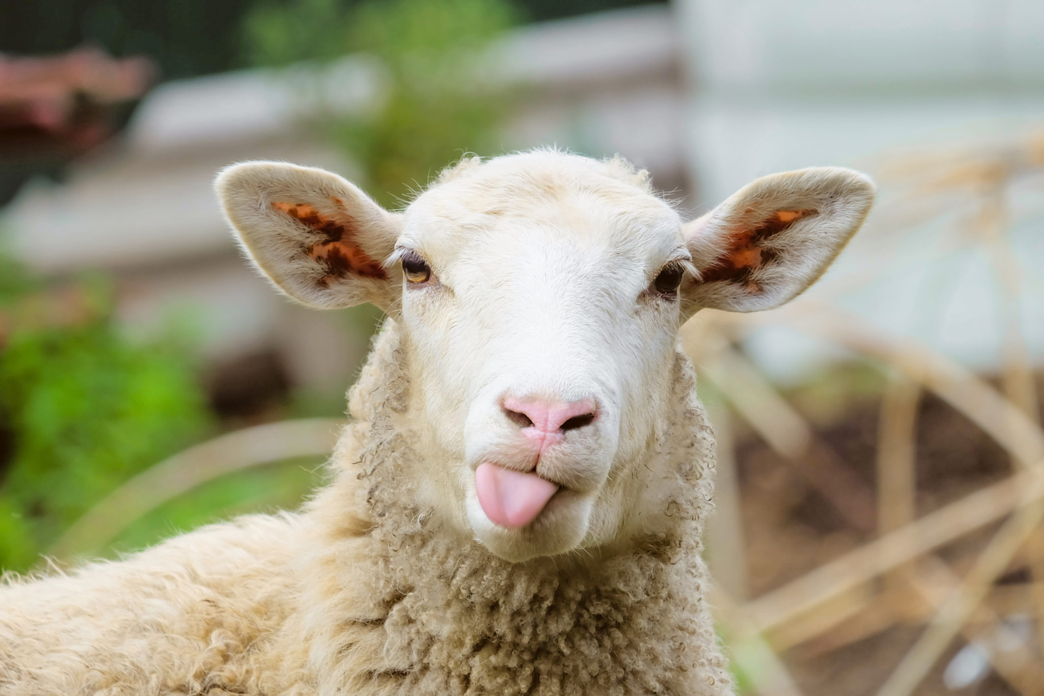 Funny sheep. Portrait of sheep showing tongue. ditto TV